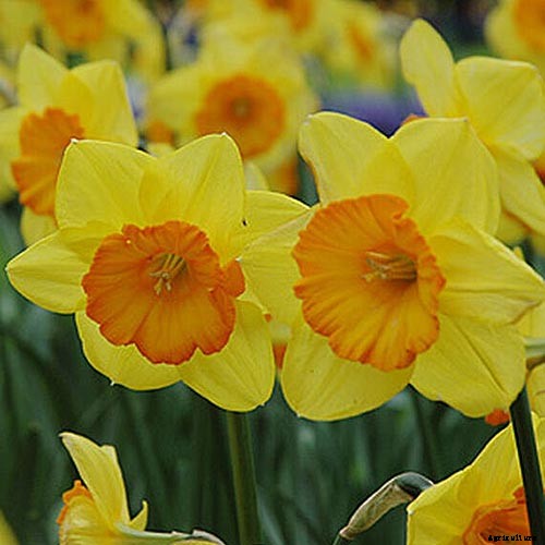 15 of the Best Daffodil Cultivars for Naturalized Plantings