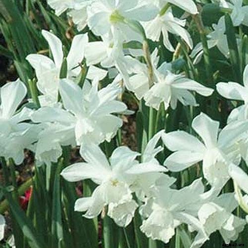 15 of the Best Daffodil Cultivars for Naturalized Plantings