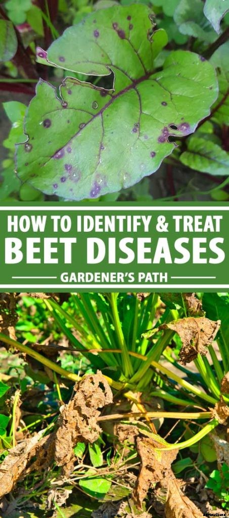 How to Identify, Prevent, and Treat Common Beet Diseases