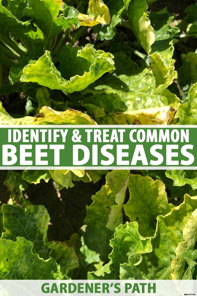 How to Identify, Prevent, and Treat Common Beet Diseases