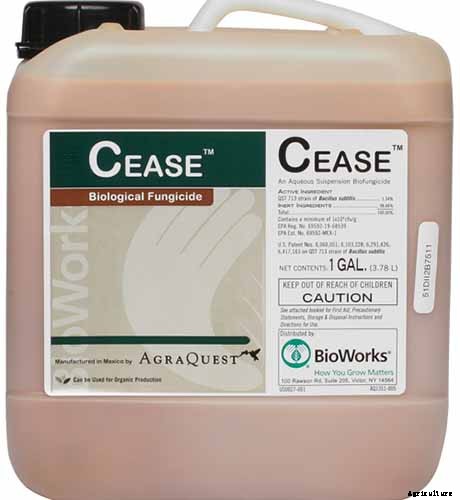 How to Identify, Prevent, and Treat Common Beet Diseases