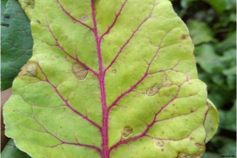 How to Identify, Prevent, and Treat Common Beet Diseases