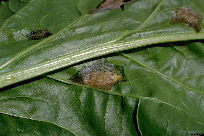 How to Identify, Prevent, and Treat Common Beet Diseases