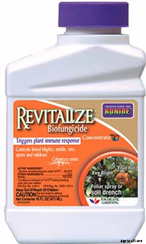 How to Identify, Prevent, and Treat Common Beet Diseases