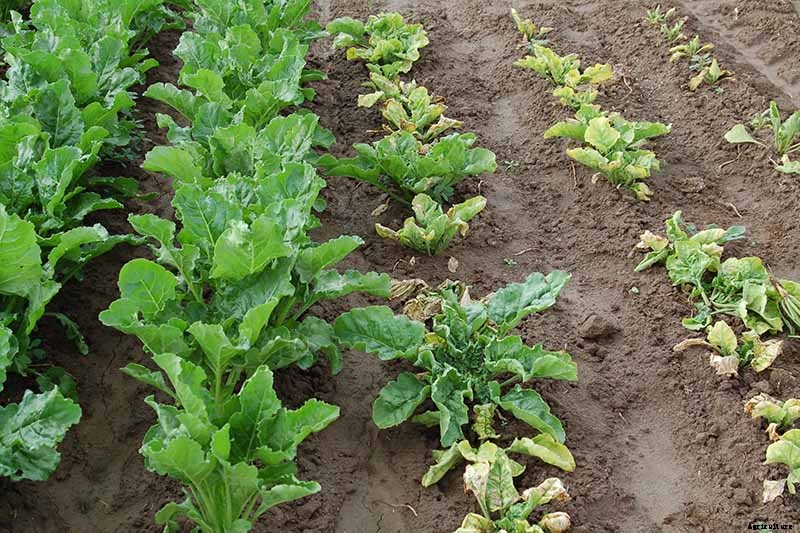 How to Identify, Prevent, and Treat Common Beet Diseases
