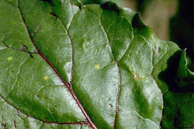 How to Identify, Prevent, and Treat Common Beet Diseases