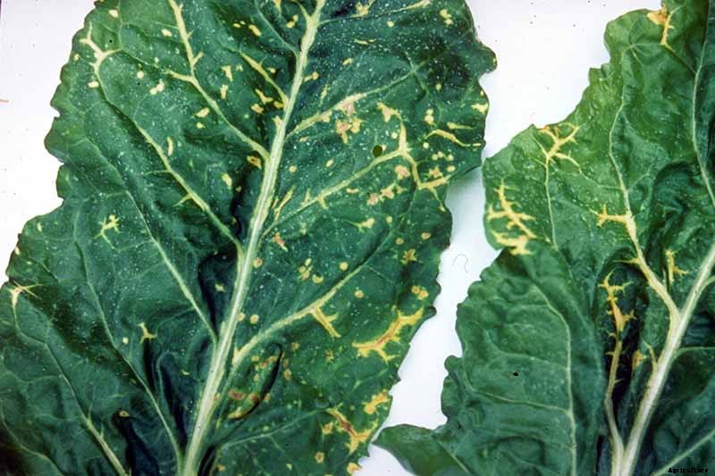 How to Identify, Prevent, and Treat Common Beet Diseases