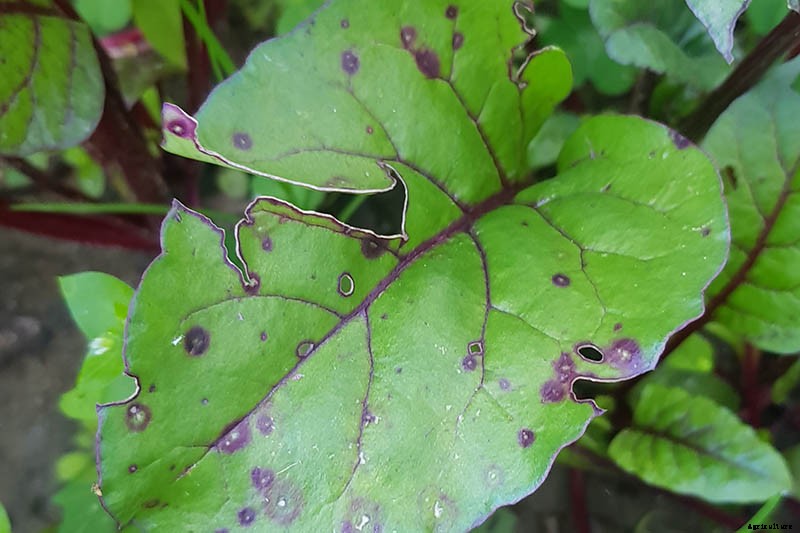 How to Identify, Prevent, and Treat Common Beet Diseases