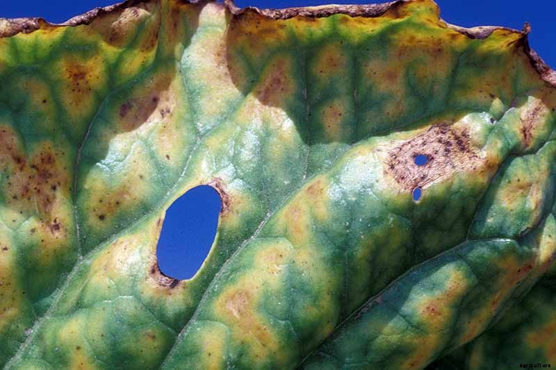 How to Identify, Prevent, and Treat Common Beet Diseases