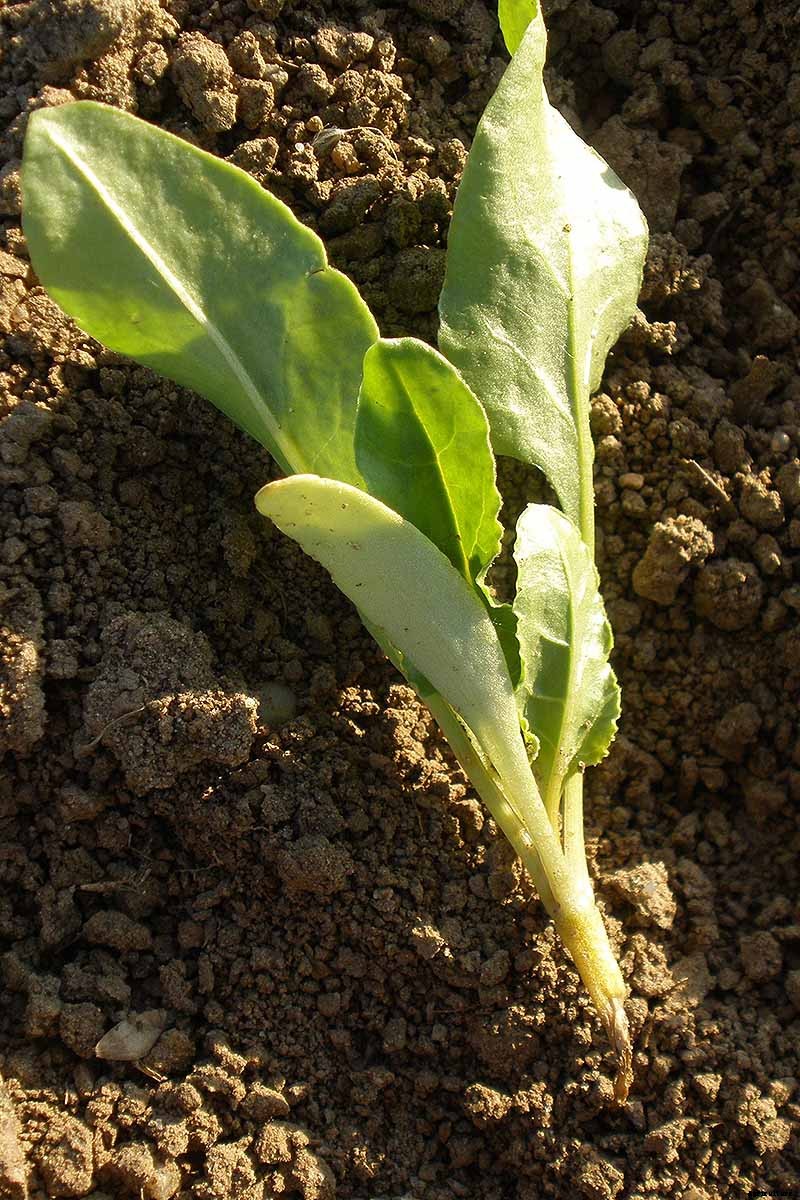 How to Identify, Prevent, and Treat Common Beet Diseases