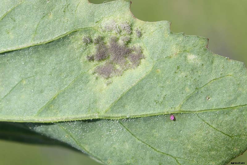 How to Identify, Prevent, and Treat Common Beet Diseases