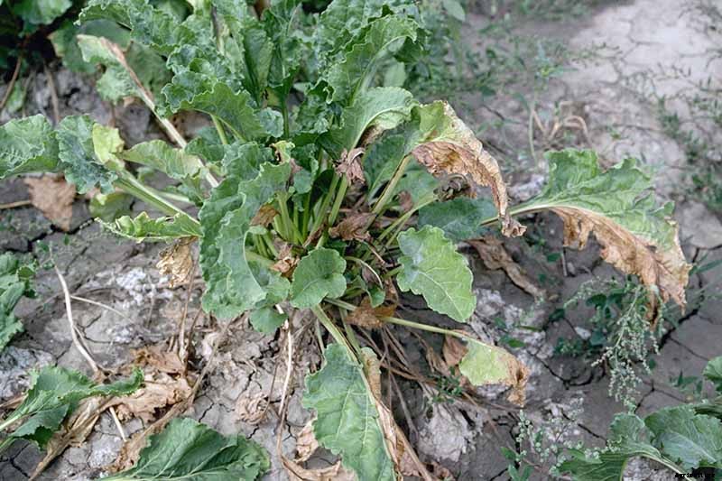 How to Identify, Prevent, and Treat Common Beet Diseases