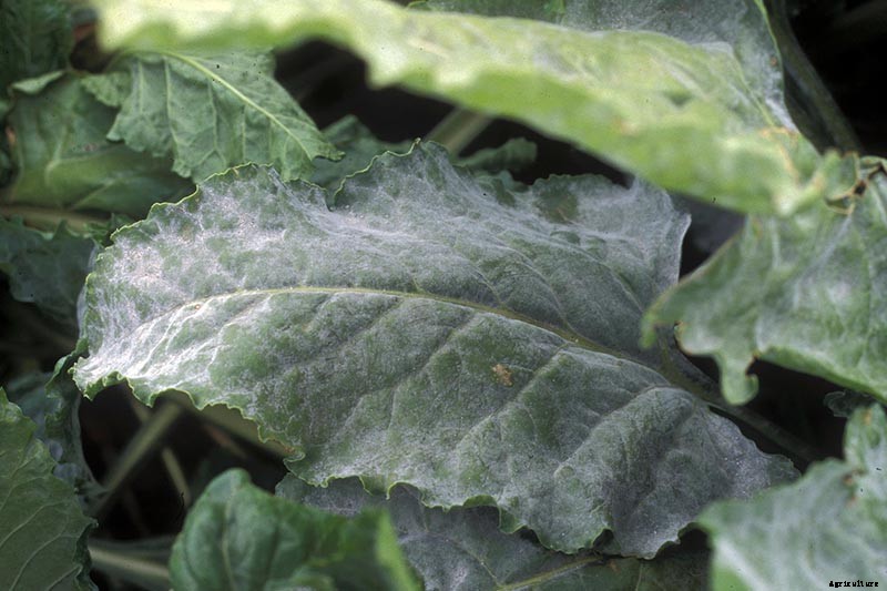 How to Identify, Prevent, and Treat Common Beet Diseases