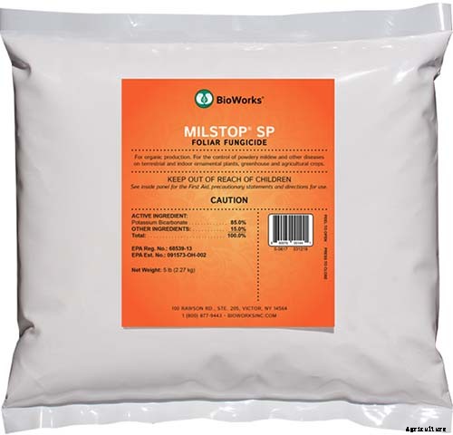 How to Identify, Prevent, and Treat Common Beet Diseases