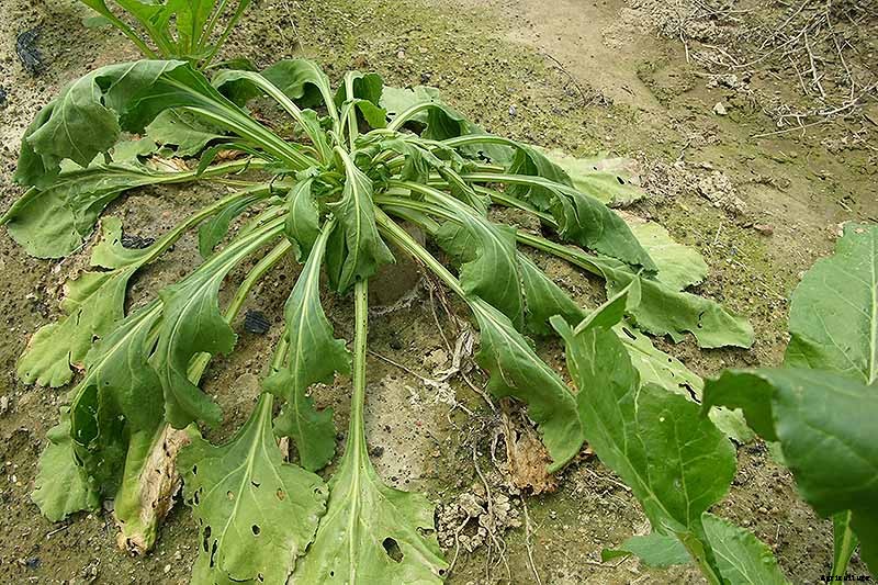 How to Identify, Prevent, and Treat Common Beet Diseases