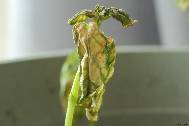 How to Identify, Prevent, and Treat Common Beet Diseases
