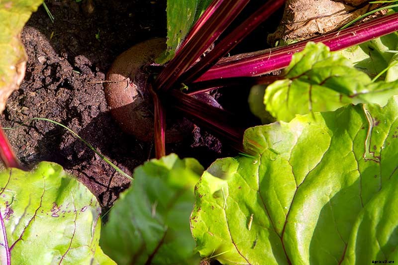 How to Identify, Prevent, and Treat Common Beet Diseases