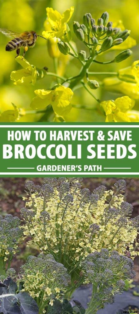 How To Save Broccoli Seeds At Home