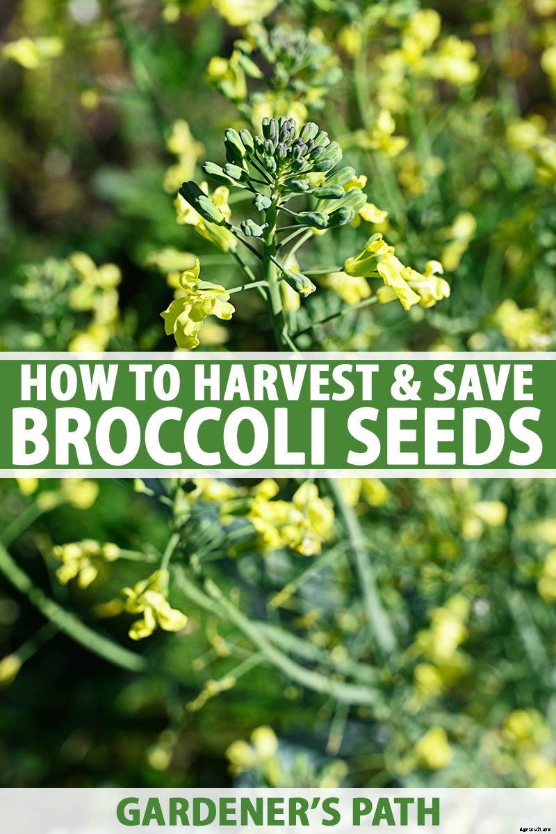 How To Save Broccoli Seeds At Home