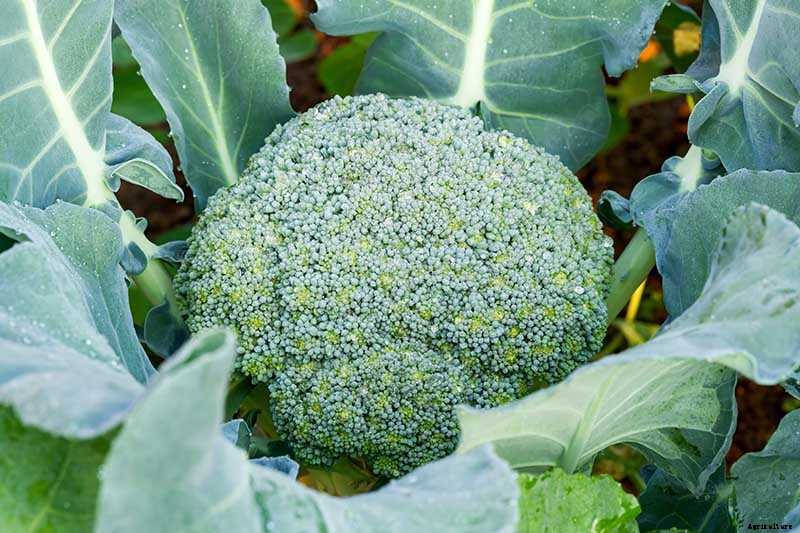 How To Save Broccoli Seeds At Home