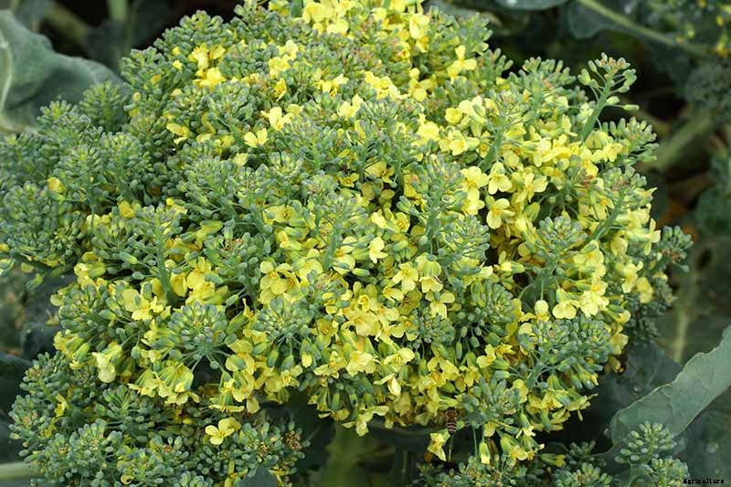 How To Save Broccoli Seeds At Home