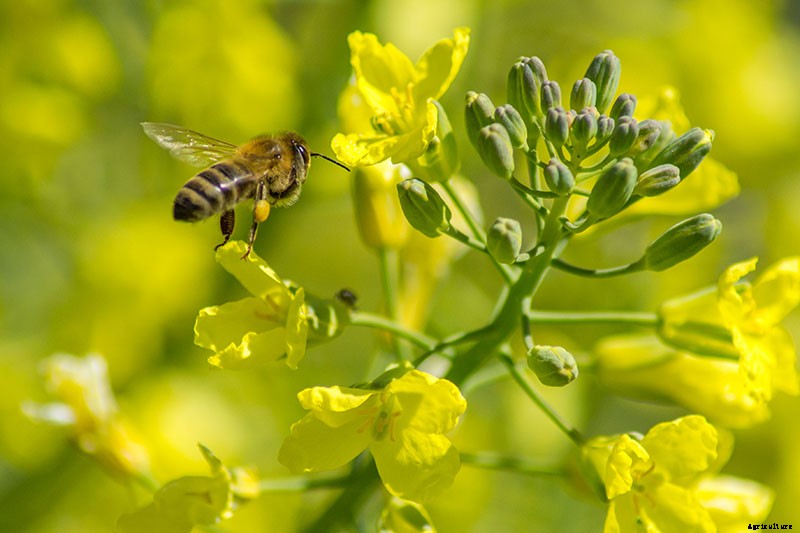 How To Save Broccoli Seeds At Home