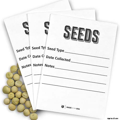 How To Save Broccoli Seeds At Home