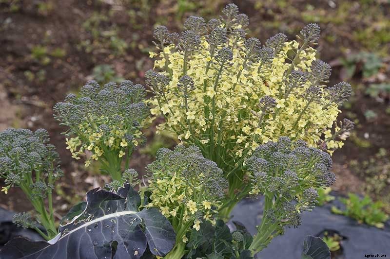 How To Save Broccoli Seeds At Home