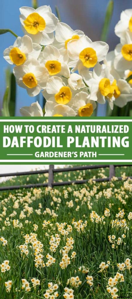 How to Create a Naturalized Daffodil Planting