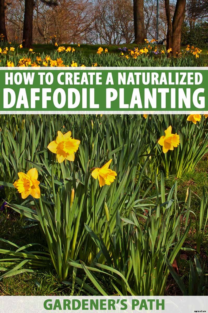 How to Create a Naturalized Daffodil Planting