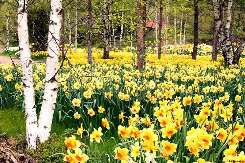 How to Create a Naturalized Daffodil Planting