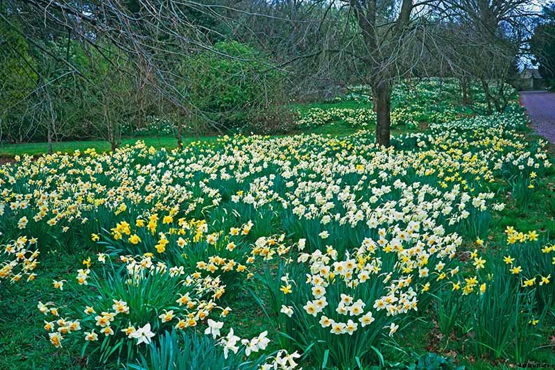 How to Create a Naturalized Daffodil Planting