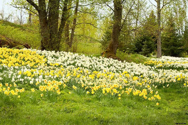 How to Create a Naturalized Daffodil Planting