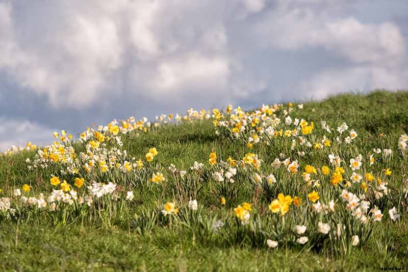 How to Create a Naturalized Daffodil Planting