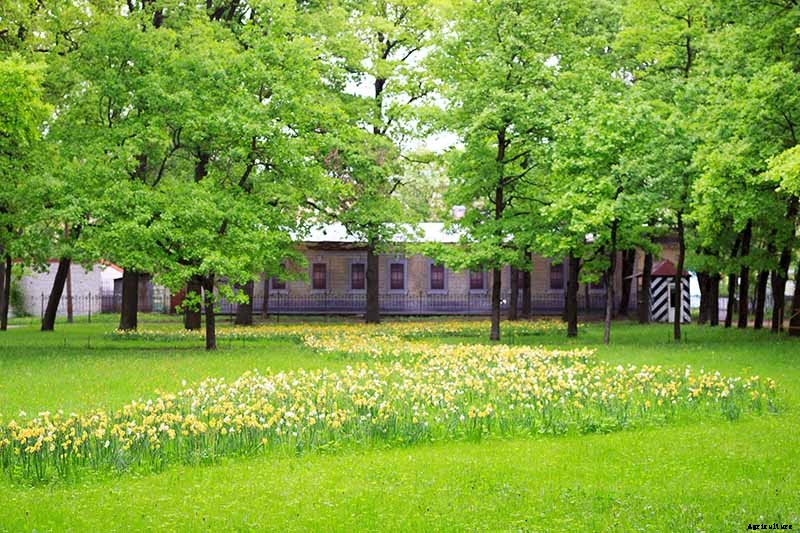 How to Create a Naturalized Daffodil Planting