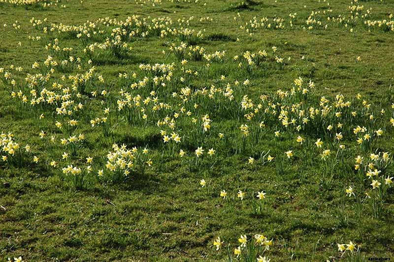 How to Create a Naturalized Daffodil Planting