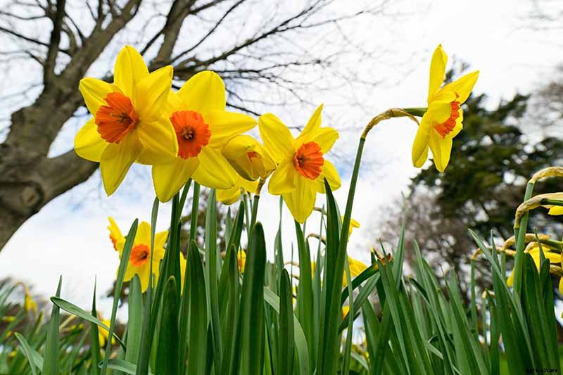 How to Create a Naturalized Daffodil Planting
