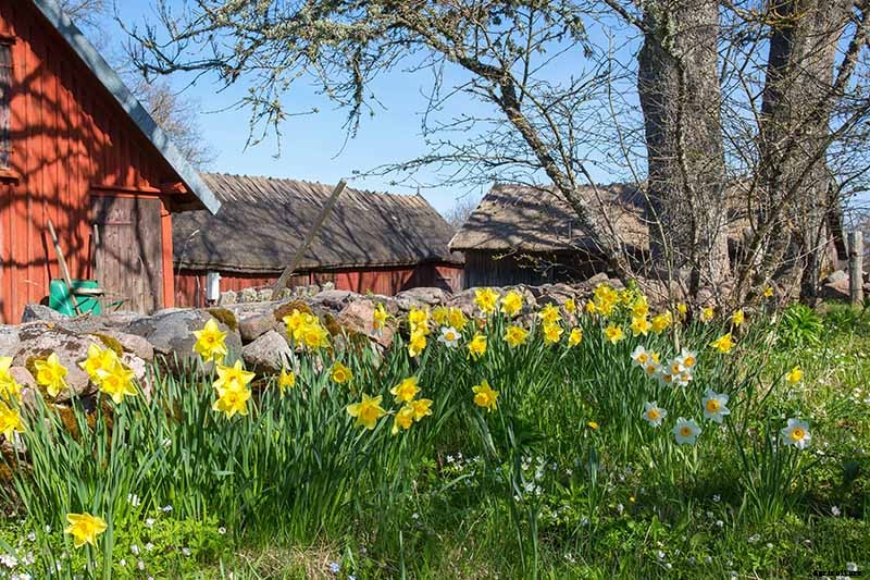 How to Create a Naturalized Daffodil Planting