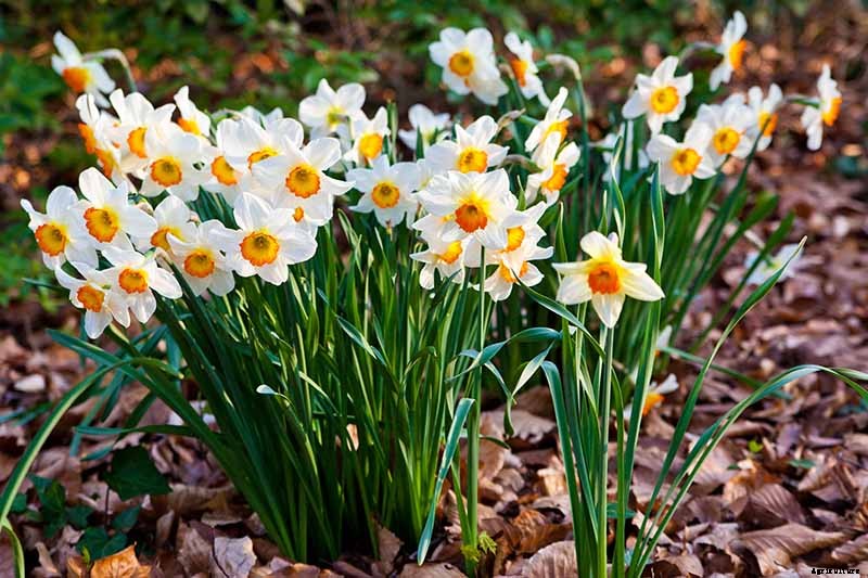 How to Create a Naturalized Daffodil Planting