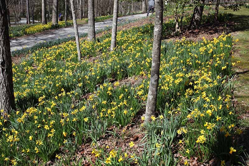How to Create a Naturalized Daffodil Planting