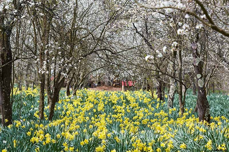 How to Create a Naturalized Daffodil Planting