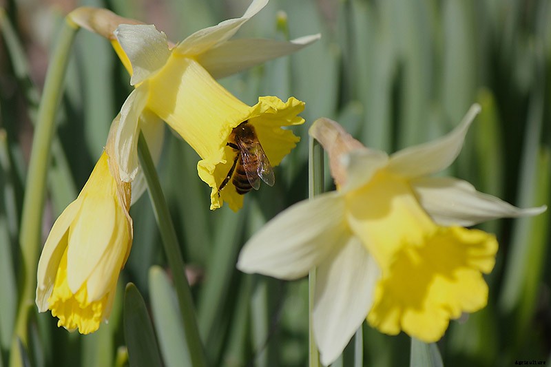 How to Create a Naturalized Daffodil Planting