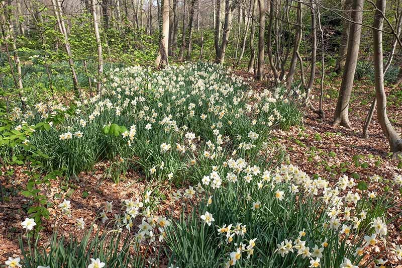How to Create a Naturalized Daffodil Planting