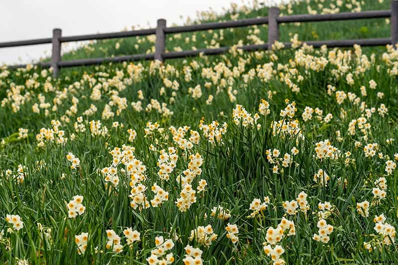 How to Create a Naturalized Daffodil Planting