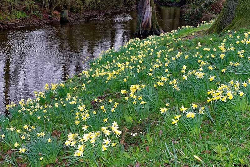 How to Create a Naturalized Daffodil Planting