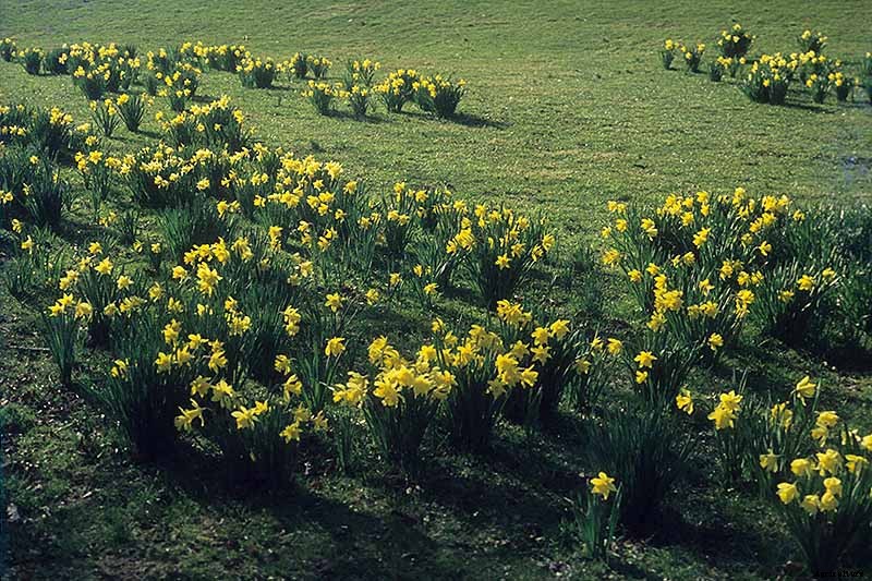 How to Create a Naturalized Daffodil Planting