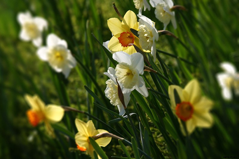 How to Create a Naturalized Daffodil Planting