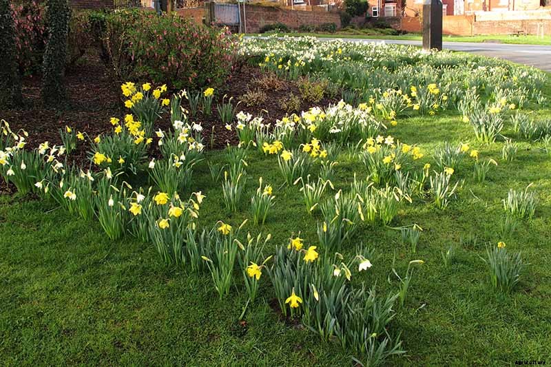 How to Create a Naturalized Daffodil Planting
