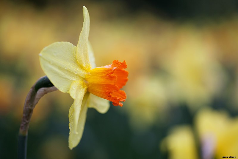 How to Create a Naturalized Daffodil Planting