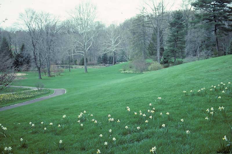 How to Create a Naturalized Daffodil Planting